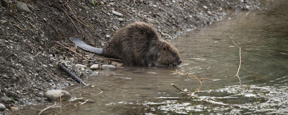 Dans le cadre de la révision de la loi sur la chasse, le gouvernement veut passer d'une régulation réactive à une régulation proactive de certaines espèces, dont le castor. [Keystone]