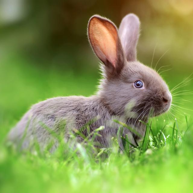 Un lapin. [Depositphotos - VolodymyrBur]