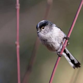 Une orite à longue queue. [animalia.bio]