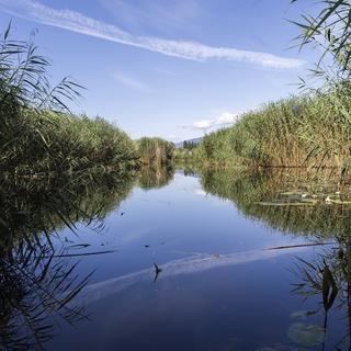 La réserve naturelle de la Grande Cariçaie au bord du lac de Neuchâtel. [Keystone - Cyril Zingaro]