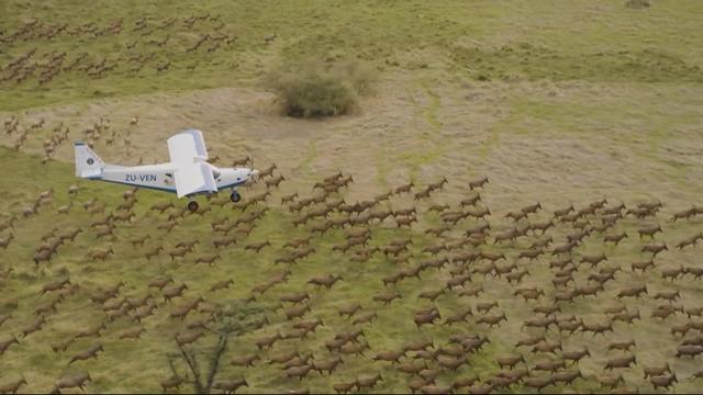 Plusieurs centaines d'antilopes parcourent les vastes prairies du Soudan du Sud. [AFP]