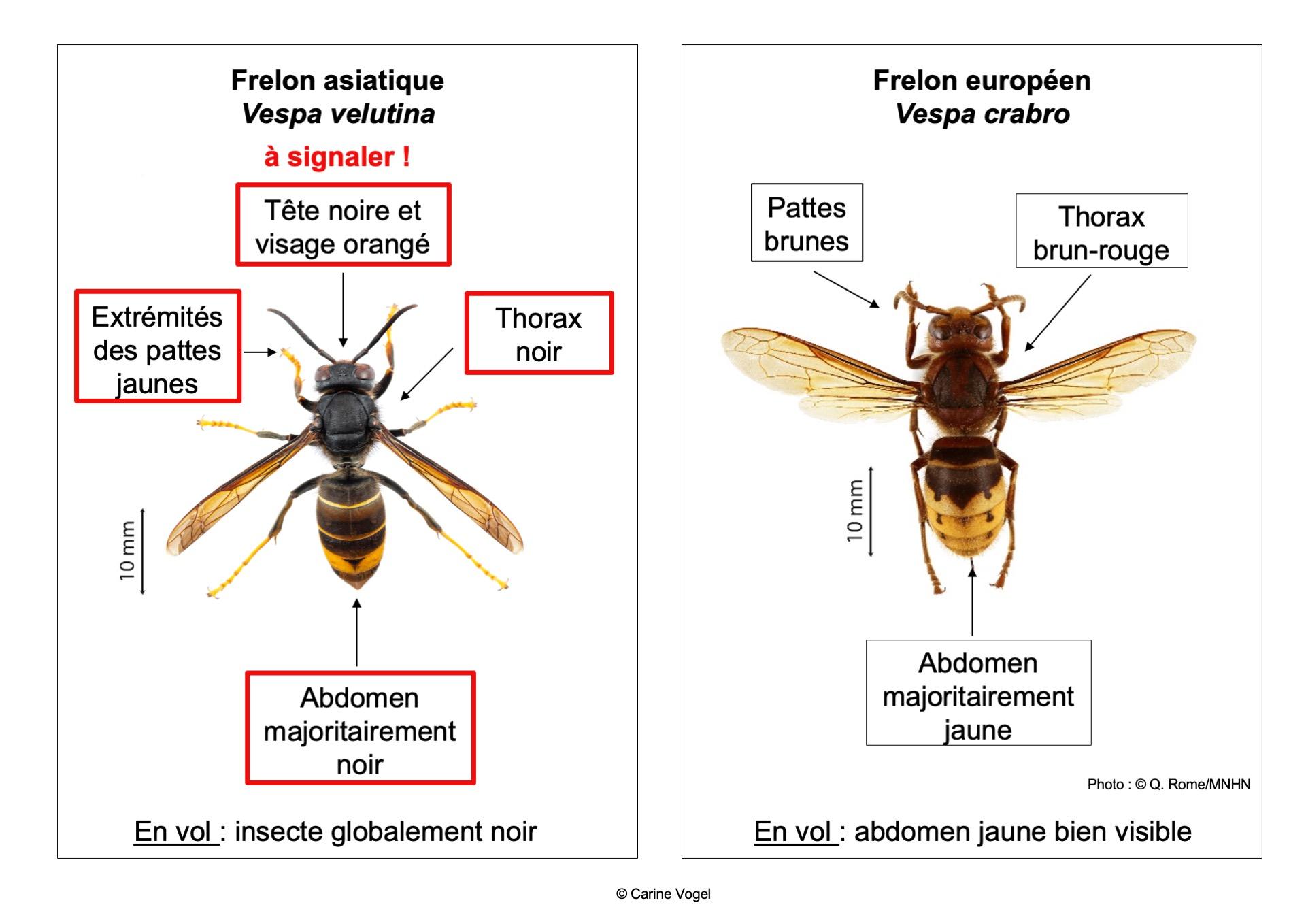 Une illustration permettant de distinguer un frelon asiatique d'un frelon européen. [Q. Rome / MNHN]
