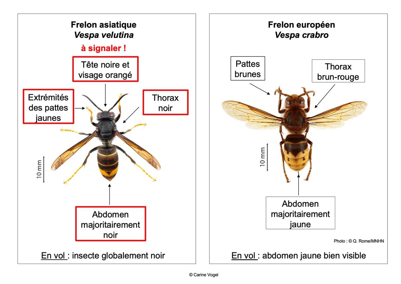 Une illustration permettant de distinguer un frelon asiatique d'un frelon européen. [Q. Rome / MNHN]