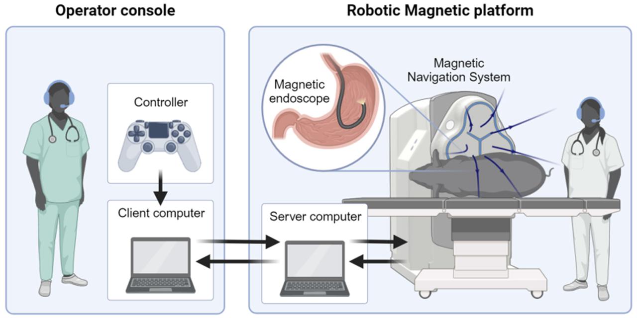 La sonde gastrique est contrôlée à l'aide du joystick d'une Playstation: l'endoscope magnétique se meut dans l'estomac du cochon anesthésié à environ 9300 kilomètres de là, dans une salle d'opération. [ETH - Wiley, Advanced Intelligent Systems]