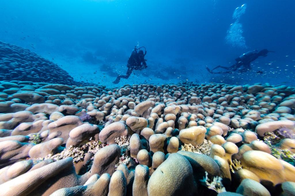 Connue scientifiquement sous le nom de Pavona clavus, cette espèce est surnommée corail scapulaire parce qu'elle développe des protubérances qui rappellent les os de l'épaule. [AFP - INIGO SAN FELIX/National Geographic Pristine Seas]