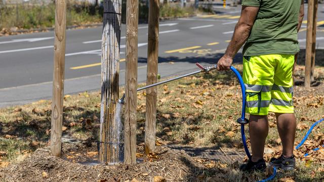 Un jardinier du Service des espaces verts de Genève (SEVE) arrose avec de l'eau le pied d'un jeune arbre lors d'une période de forte chaleur. [Keystone - Salvatore Di Nolfi]