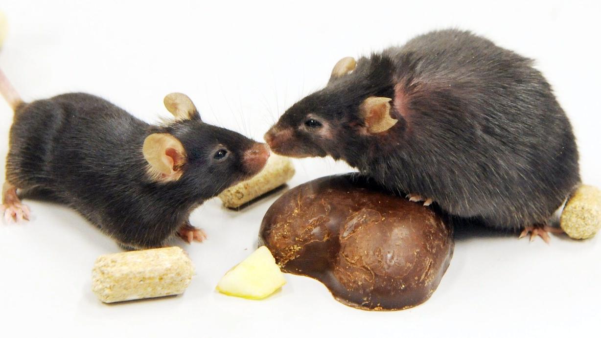 L'étude a été menée sur des souris: les petits dont la mère a souffert d'obésité durant la grossesse aurait plus de risques de développer un cancer du foie à l'âge adulte (image d'illustration). [Keystone/epa - Waltraud Grubitzsch]