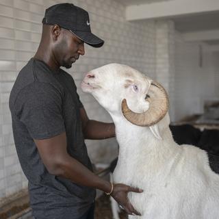 Balla Gadiaga est le propriétaire de BRT, un mouton sénégalais de luxe de race Ladoum. [Keystone/AP Photo - Sylvain Cherkaoui]