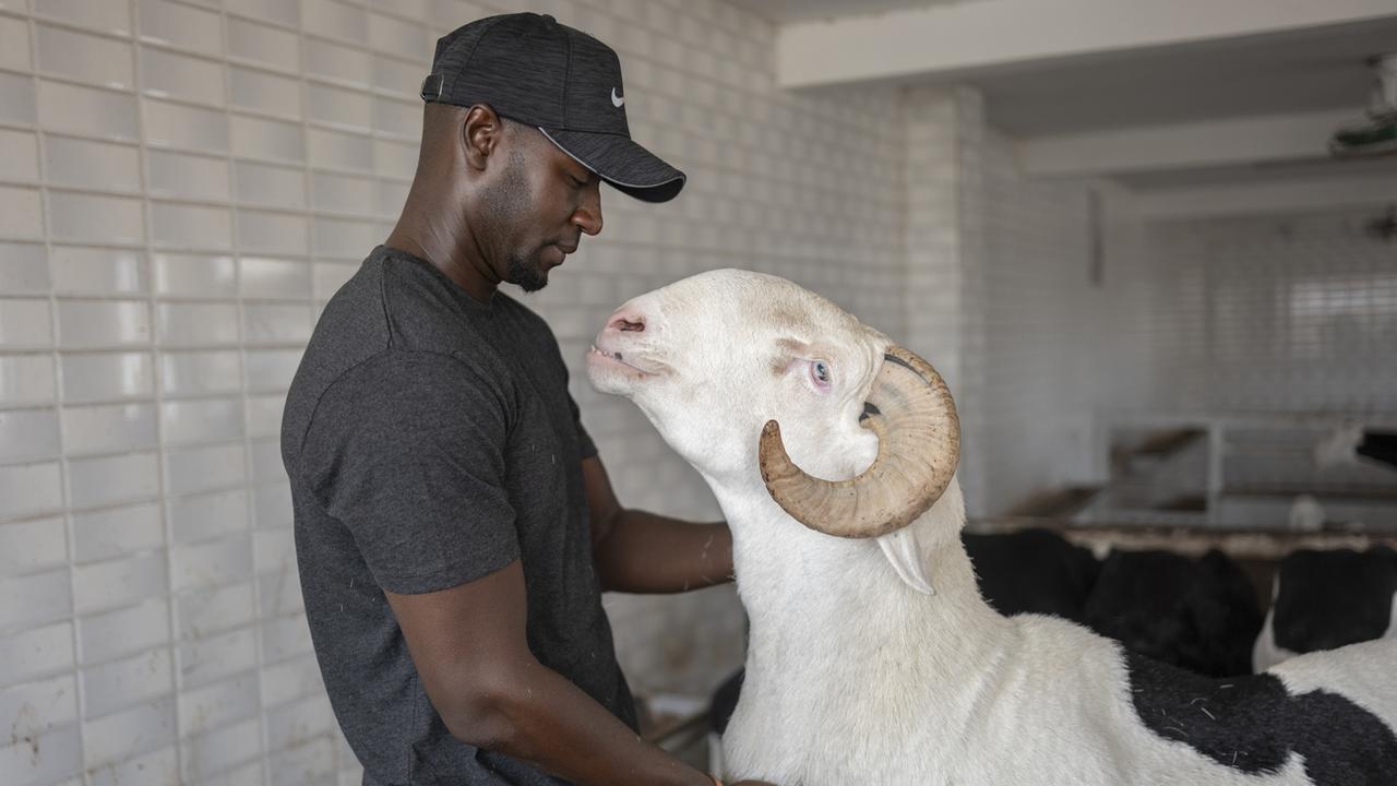 Balla Gadiaga est le propriétaire de BRT, un mouton sénégalais de luxe de race Ladoum. [Keystone/AP Photo - Sylvain Cherkaoui]