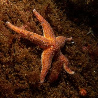 Une étoile de mer commune (Asterias rubens). [Depositphotos - dan@dc-service.se]