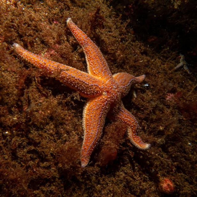Une étoile de mer commune (Asterias rubens). [Depositphotos - dan@dc-service.se]