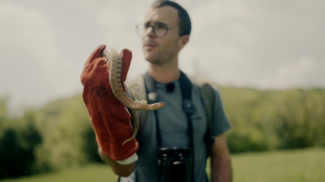 L'herpétologue David Guerra en train de manipuler une vipère aspic. [RTS]