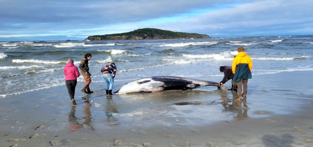 La baleine semble avoir perdu la vie peu de temps avant sa découverte. [Department of Conservation NZ]