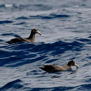 Des pétrels à grandes ailes. [animalia.bio - animalia.bio]