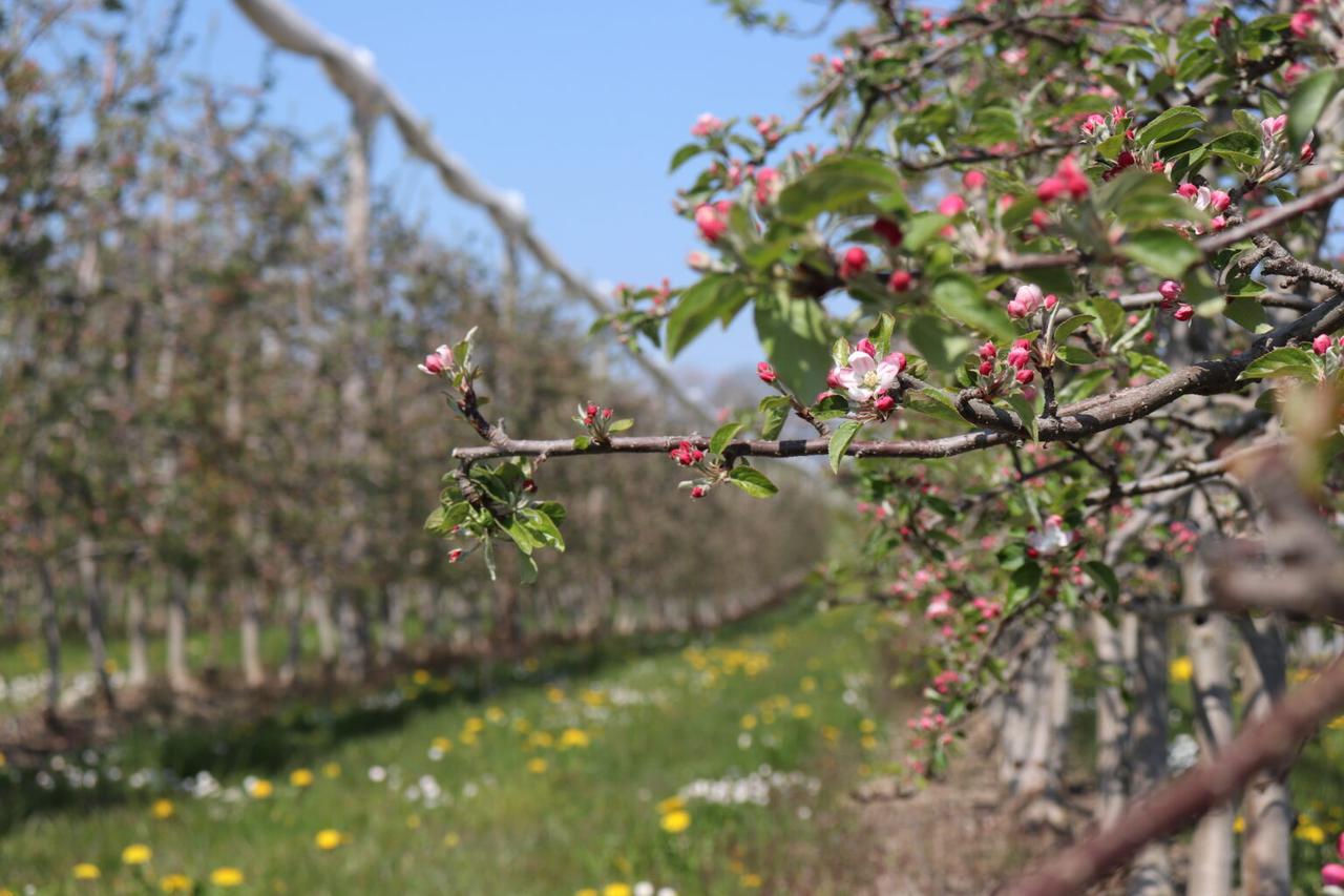 En 2021, Pierre Gillard a planté une parcelle d'amandier dans son verger. [Domaine du Monteiron]