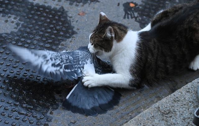 Lors du réveillon de Noël 2020, Larry avait attaqué un pigeon distrait. [Keystone - Facundo Arrizabalaga - EPA]