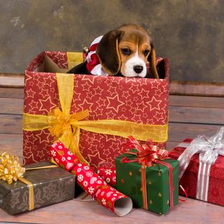 Chien dans paquet cadeau. [Depositphotos - © Klanneke]