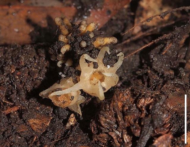 Deux fleurs de Relictithismia kimotsukiensis vues de dessus. La barre blanche d'échelle représente 10 millimètres. [Journal of Plant Research - Shuichiro Tagane]