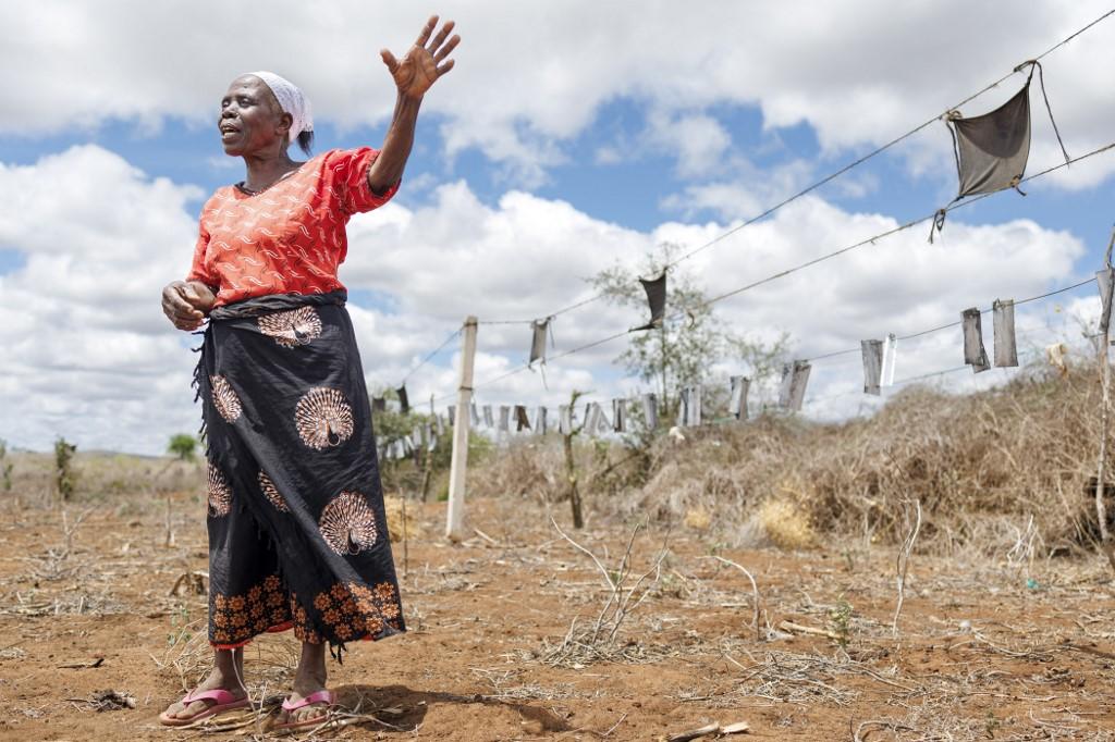 Hendrita Mwalada raconte les pertes qu'elle a subies à cause des éléphants près de la ville de Voi, dans le comté de Taita Taventa, le 31 octobre 2024. A ses côtés, une clôture bordée de chiffons au poivre et de pièces métalliques qui s'entrechoquent afin de dissuader les pachydermes pilleurs de récoltes dans le village de Sagalla. [AFP - TONY KARUMBA]