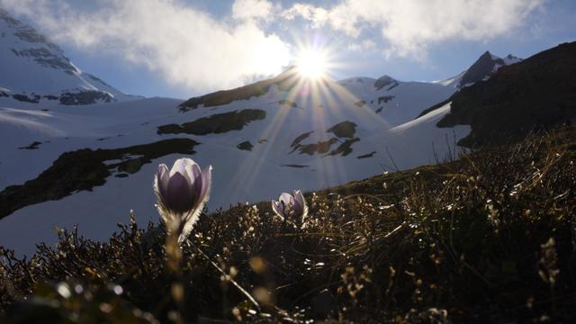 Les Alpes ont connu un surplus d'enneigement depuis le début d'année leur permettant d'emmagasiner une grande quantité d'eau. [Keystone - Gian Ehrenzeller]