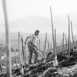 Un agriculteur cultive son champ viticole à Yvorne, 1942. [Keystone - Photopress-Archiv/Str]