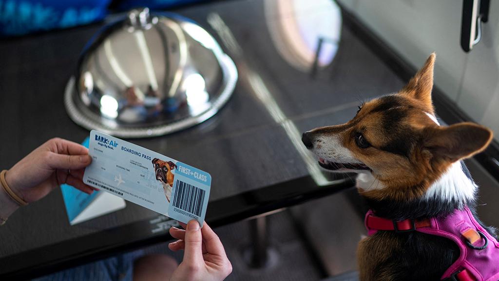 La compagnie aérienne américaine BARK Air a inauguré son tout premier vol pour chiens de New York à Los Angeles. [Reuters - Eduardo Munoz]