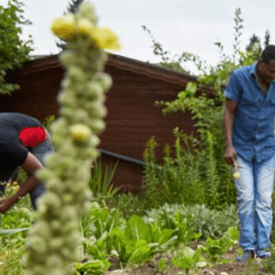 Le projet "Nouveaux Jardins" de l’EPER favorise l’inclusion sociale des personnes migrantes et une meilleure cohésion sociale au sein des quartiers. [www.eper.ch]