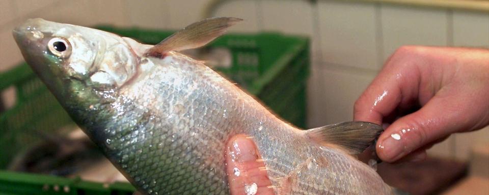 Les mains d'un pêcheur vident un Fera, poisson du Lac Léman, ce mardi 26 décembre 2000 a Mies dans le canton de Genève. [Keystone - Laurent Gilliéron]