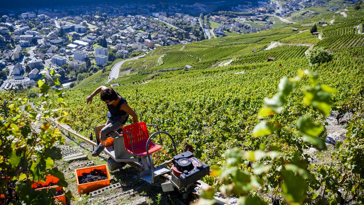 La vigneronne Marie Besse, sur les hauteurs de Martigny, le 29 septembre 2023. [Keystone - Jean-Christophe Bott]