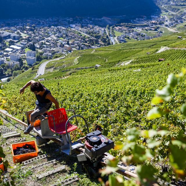 La vigneronne Marie Besse, sur les hauteurs de Martigny, le 29 septembre 2023. [Keystone - Jean-Christophe Bott]