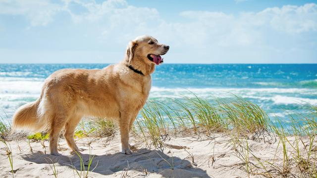 Comment bien préparer son animal de compagnie pour un voyage ? [Depositphotos - Mvaligursky]