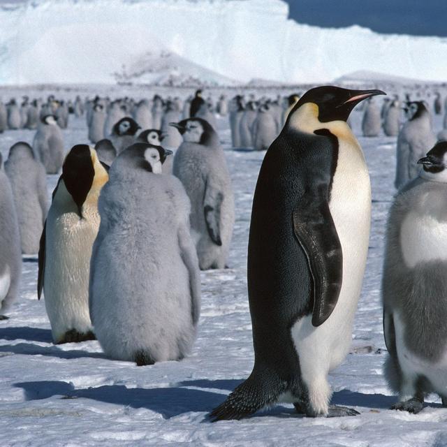 Les manchots empereurs ont connu en 2023 la deuxième pire année de mortalité de leurs poussins à cause de la fonte record de leur banquise d'Antarctique. [British Antarctic Survey]