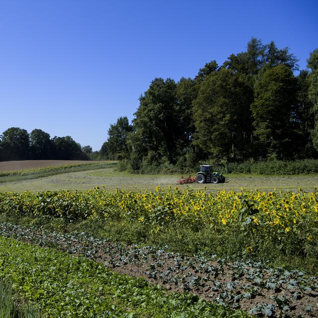 Le canton de Vaud est critiqué pour son supposé ''manque de contrôle'' des subventions agricoles. [Keystone - Jean-Christophe Bott]