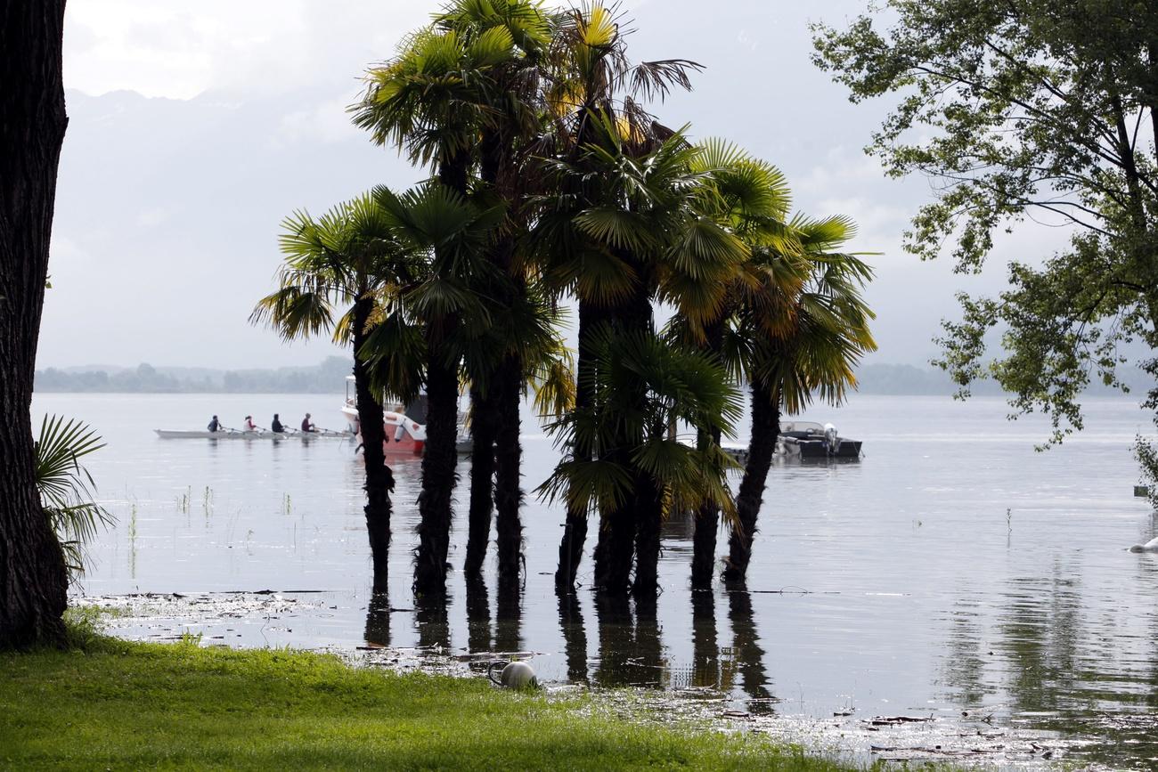 Des palmiers se tiennent dans l'eau sur le terrain inondé du Lido, le samedi 31 mai 2008 à Locarno. [KEYSTONE - KARL MATHIS]