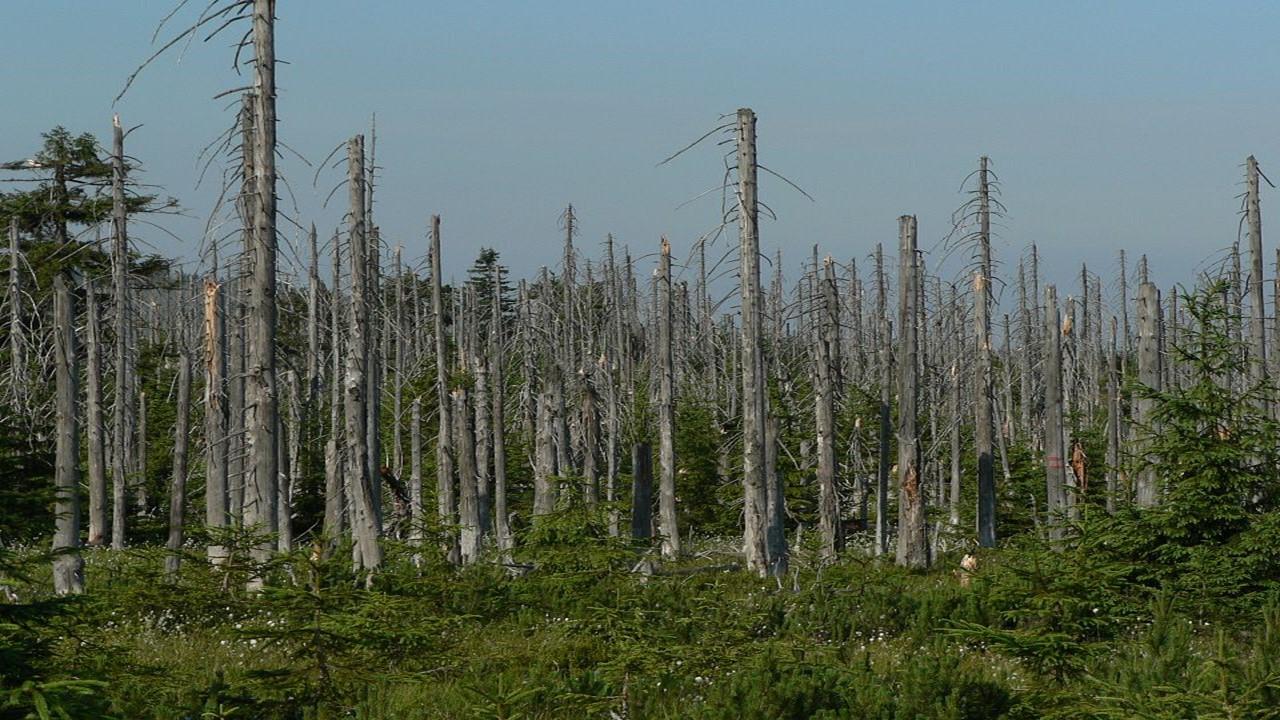 Forêt européenne dégradée par des pluies acides. [Wikipedia - Lovecz]