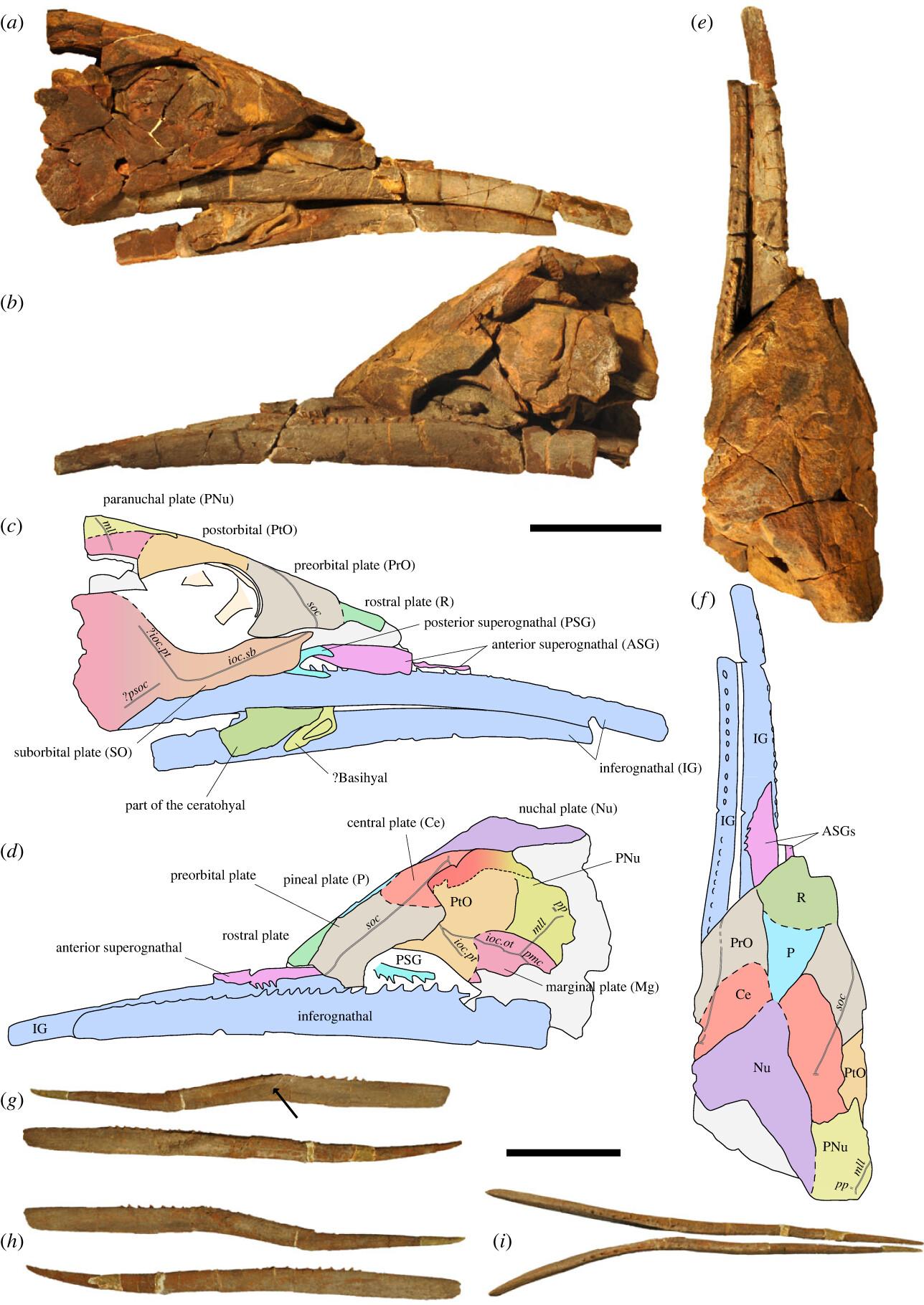 Le crâne fossilisé d'un Alienacanthus malkowskii. Chaque os est différencié par une couleur distincte. Les barres d'échelle correspondent à 100 mm. [The Royal Society - Christian Klug]