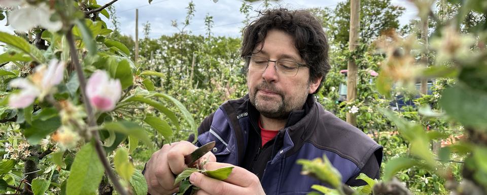 Jean-Daniel Heiniger, arboriculteur à Eysins. [RTS - Romain Baudrat]