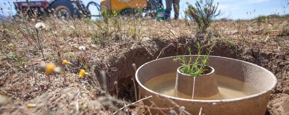 Des beignets en carton pour favoriser la pousse des arbres. [Land Life Company]