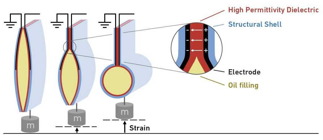 Fonctionnement du muscle artificiel et de sa poche remplie d'huile. Lorsque les électrodes sont soumises à une tension élevée, elles génèrent des charges opposées. L'huile est poussée dans une zone du sac dépourvue d'électrodes: ainsi, le sac se contracte comme un muscle biologique. [Science 2024/ETH Zurich - Gravert & al.]