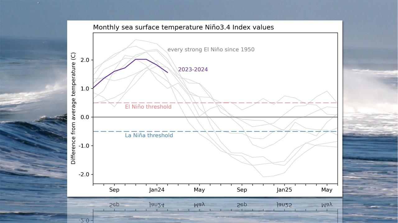 Evolution des anomalies de températures à la surface du Pacifique. Comparaison de l'épisode actuel avec les précédents. [NOAA/NCEP/Wikicommons]