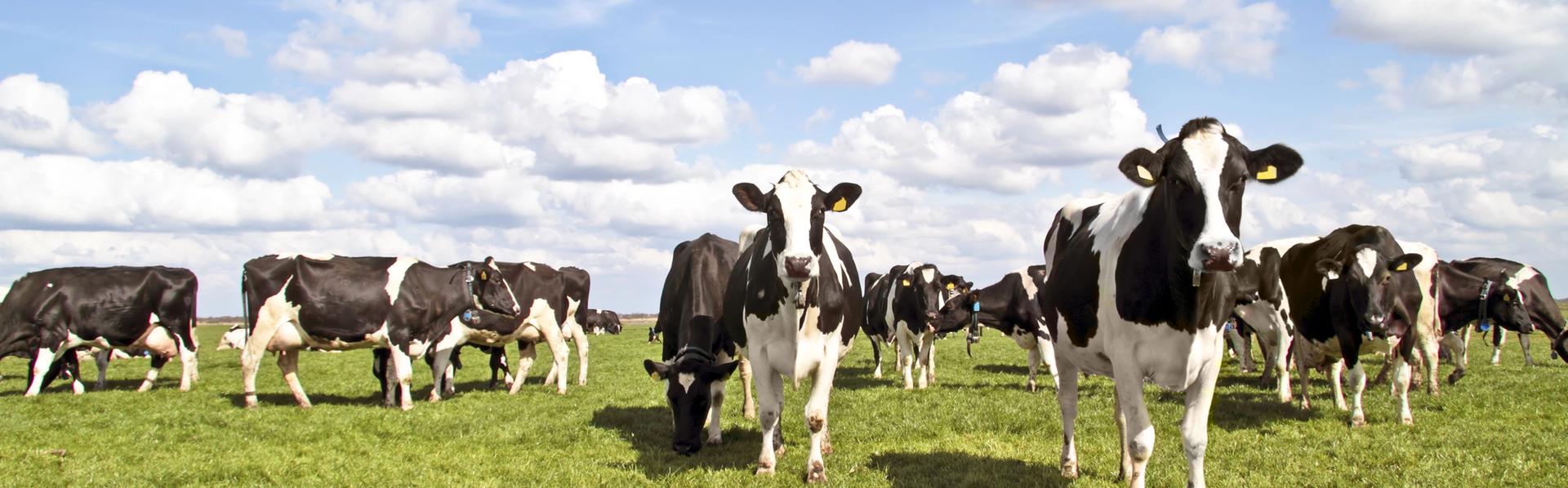 Vaches dans un pré. [Depositphotos - nilaya]