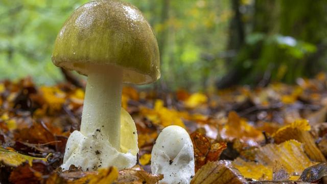 En raison d’une pénurie d’antidote, la cueillette de champignons nécessite des contrôles impératifs. [afp - Bouilland Stéphane]