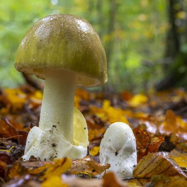 En raison d’une pénurie d’antidote, la cueillette de champignons nécessite des contrôles impératifs. [afp - Bouilland Stéphane]