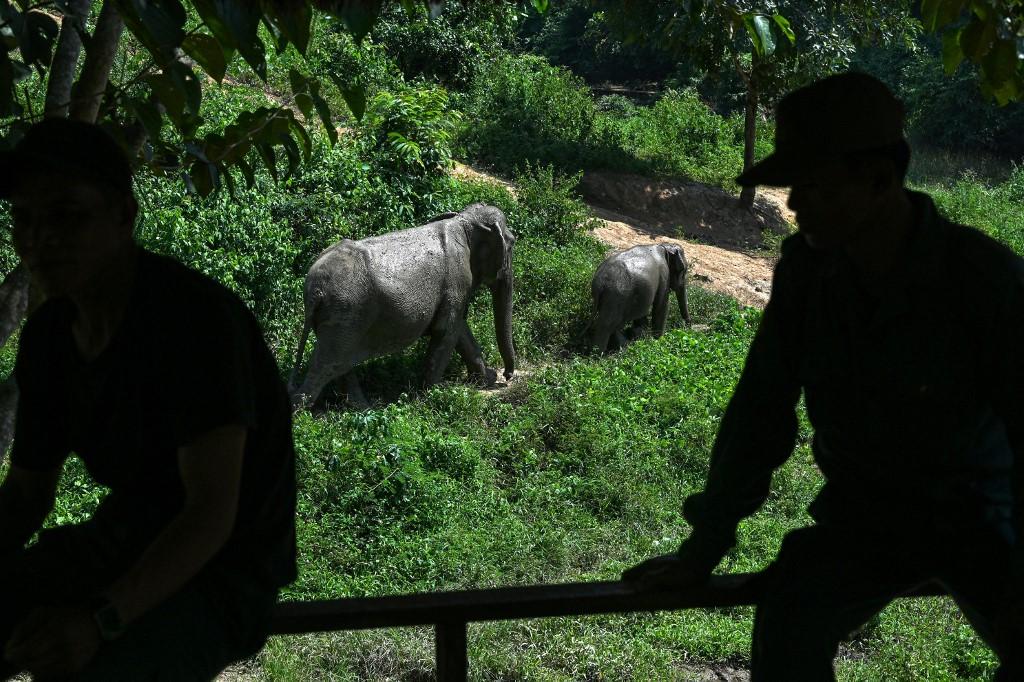 Des mahouts (cornacs) regardent passer deux pachydermes au Centre de conservation des éléphants de la province de Sainyabuli au Laos, le 13 octobre 2024. [AFP - TANG CHHIN SOTHY]