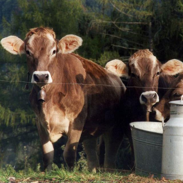 Le canton de Saint-Gall a récemment détecté une forte concentration de PFAS dans la viande de certaines exploitations. [Keystone]