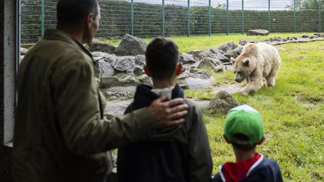 Institution vaudoise emblématique le zoo de Servion célèbre ce week-end son demi-siècle d'existence. [Keystone]