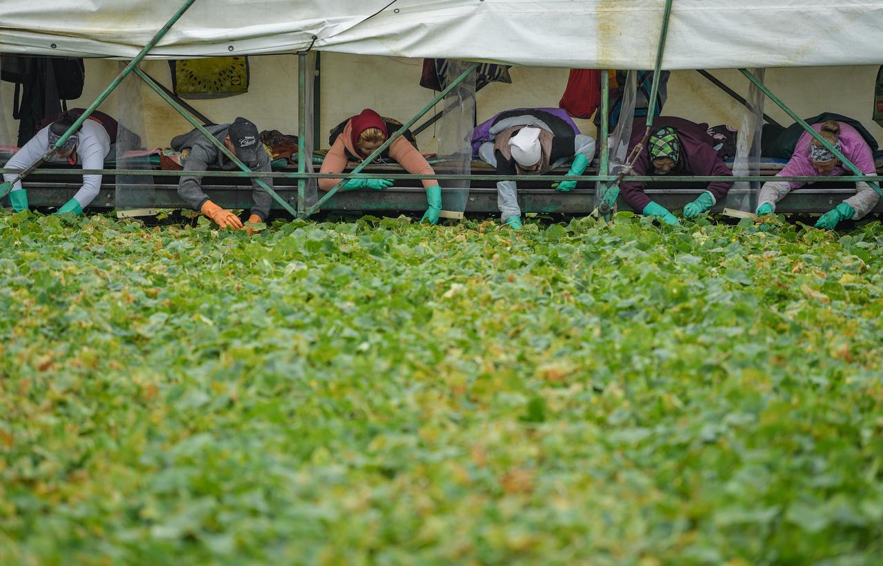 Brandebourg, Kasel-Golzig, dans le Spreewald: des cueilleurs sont allongés sur un Gurkenflieger, que l'on pourrait traduire par "concombre volant", et cueillent des concombres de conserve. [KEYSTONE - PATRICK PLEUL]