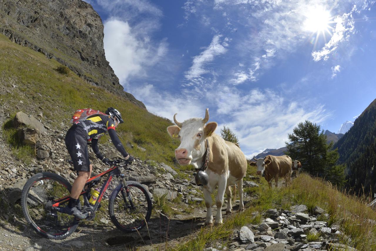 Les vélos vont-ils détrôner les vaches sur les alpages? [KEYSTONE - MAXIME SCHMID]