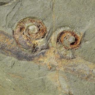 Des amateurs passionnés de paléontologie ont repéré près de 400 fossiles dans le sud de la France. [Université de Lausanne - Farid Saleh]