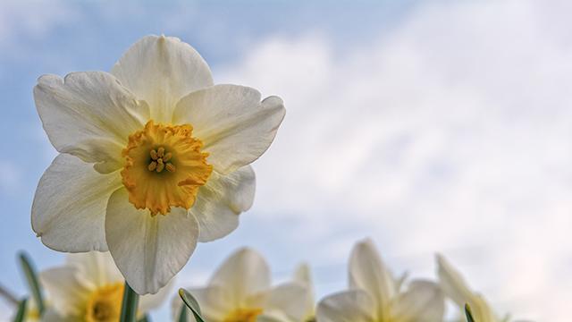Que vous inspire le printemps!? [Pixabay]